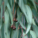 Airome All Natural Odor Eliminator - Eucalyptus Essential Oil 10 ml
