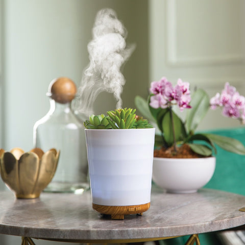succulent diffuser Potted Succulent Medium Diffuser