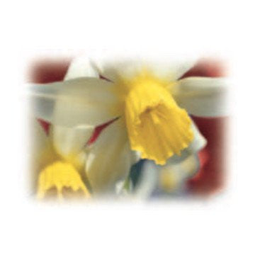 Daffodil Path Alexandria Fragrance Oil 500 ml